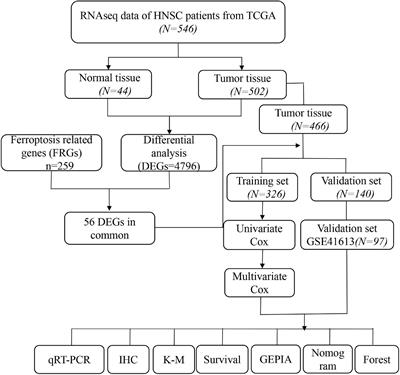 Identification of a Ferroptosis Gene Set That Mediates the Prognosis of Squamous Cell Carcinoma of the Head and Neck